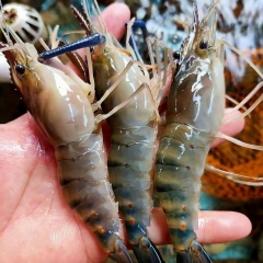 小白菜（一斤起售）