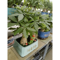 发财树